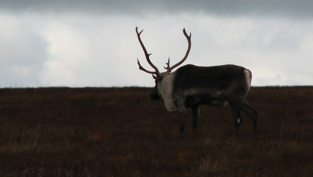 Caribou montagnard en voie d'extinction en Gaspésie